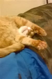 Vali Awakes (Fifth Anniversary Short Story)