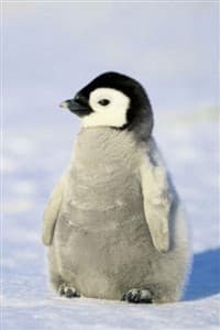 A Penguin's Celebration